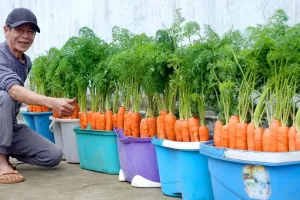 چگونه هویج را در خانه بسیار ساده پرورش دهیم / هر فصل هویج تازه ای برای خوردن دارید!