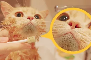 پاک کردن جوش های سر سیاه گربه در حین حمام!