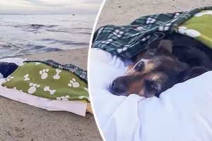 مردی سگ سالخورده خود را برای آخرین بار به دیدن دریا می برد، از دست دادن سگش دردناک ترین چیز است!