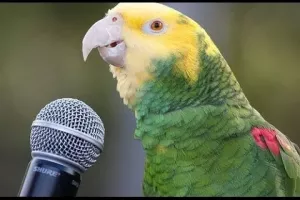 چرا طوطی‌ ها و برخی دیگر از پرنده‌ها قادر به صحبت هستند؟