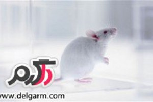 ابرموش باهوشی که حاصل تزریق سلول‌های جنینی انسان به یک بچه موش است