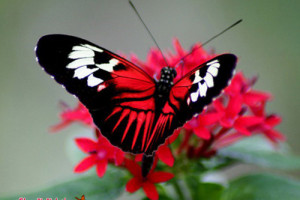 عکس هایی از پروانه های زیبا و جذاب