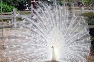 عکس طاووس سفید را تماشا کنید