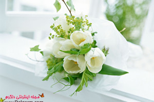 عکس گل لاله سفید شگفت انگیز