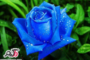 عکس گل رز آبی زیبا و فانتزی خوش رنگ