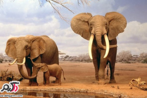 فیل ها سری اول