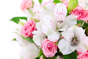 تصاویری زیبا از گل های زیبا سری هفتم