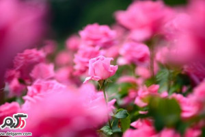 تصاویری زیبا از گل های زیبا سری 19