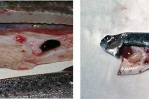 ویروس VHS علت مرگ ماهی ها ؛ از پیشگیری تا درمان این بیماری