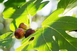 خواص برگ انجیر : ۱۶ خاصیت دارویی و درمانی برگ درخت انجیر