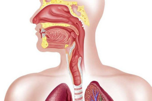 علت بوجود آمدن تنگی مری چیست و چگونه درمان می شود ؟
