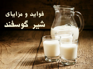 ۷ مزیت باورنکردنی شیر گوسفند که نمی دانستید!