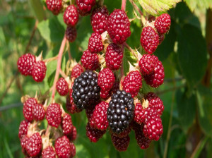 خواص تمشک میوه ای وحشی اما پر خواص