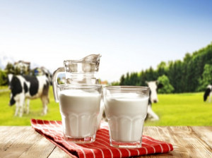 همه چیز در مورد فواید و خواص شیر گاو