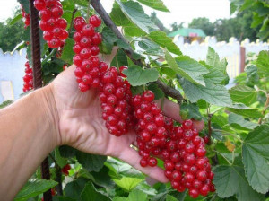 انگور فرنگی چه خواصی دارد؟