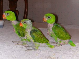چگونه می توانیم جوجه طوطی را بزرگ کنیم؟
