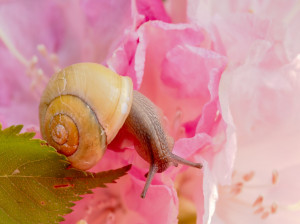 آشنایی با پرورش حلزون ( Snail ) + فیلم