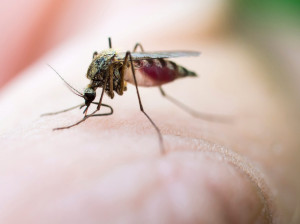از بین بردن حشرات موذی در تابستان