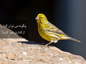 چگونه می توان کنه را از قناری جدا کرد؟