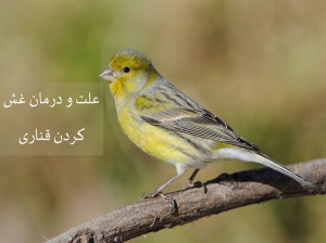 آیا غش کردن قناری خطرناک است؟ علت و درمان سریع