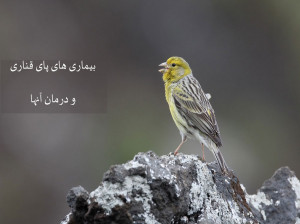 در مورد بیماری های پای قناری و درمان آنها چه می دانید؟