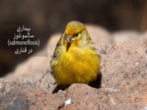 بیماری خاص سالمونلوز (salmonellosis) در قناری چه می دانید؟