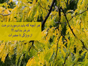 هر آنچه که باید درمورد درخت عَرعَر بدانید !!! از ویژگی تا مضرات
