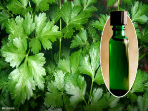 16 ویژگی عجیب روغن جعفری برای درمان بیماری ها