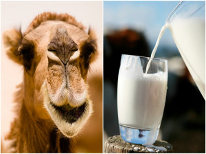این 7 فایده شیر شتر راز سلامتی است
