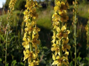 ۷ خاصیت استثنایی آگریمونیا برای درمان بیماری ها