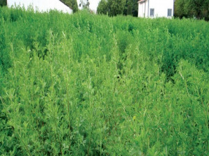 ۹ خاصیت اسرار آمیز یونجه برای درمان بیماری ها