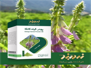 فواید مصرف پودر گیاه گالگا در درمان دیابت