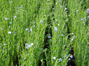راهنمای کاشت و تکثیر گیاه کتان و خواص آن