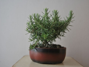 راهنمای کاشت و نگهداری از رزماری
