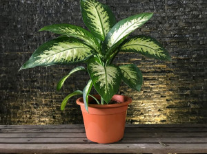 راهنمای کاشت و نگهداری دیفن باخیا