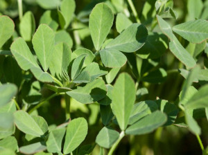 راهنمای کاشت و برداشت شنبلیله
