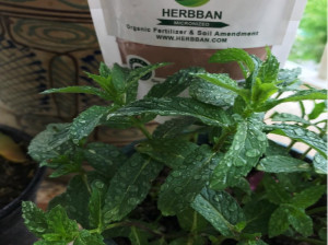 آشنایی با هربان (herbban) کود معدنی و ارگانیک گیاهان