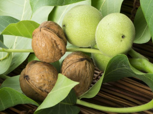 بررسی خواص بی نظیر برگ درخت گردو