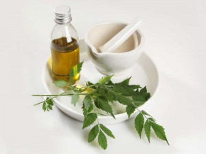 آشنایی با روغن چریش و ۱۲ خاصیت قدرتمند این روغن گیاهی