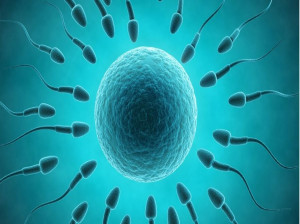 تقویت اسپرم در طب سنتی : داروهای گیاهی برای بهبود کیفیت اسپرم