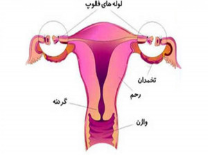 لوله فالوپ یا لوله رحمی چیست ؟