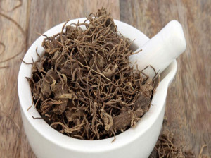 دونگ کوئی چیست و چه تاثیری بر هورون زنانه دارد ؟