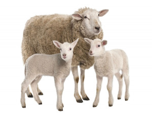 تعبیر خواب گوسفند : ۵۷ نشانه و معنی دیدن گوسفند و میش در خواب