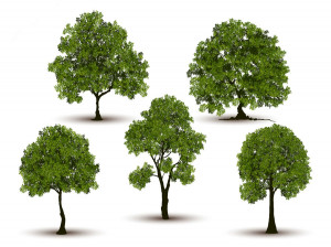تعبیر خواب درخت و انواع درختان چیست ؟