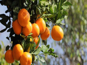 درخت نارنگی و روشهای نگهداری تکثیر