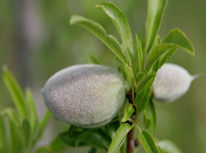 خواص درمانی چغاله بادام