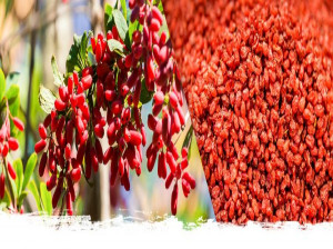 روش های خشک کردن زرشک