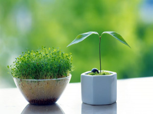آموزش کاشت سبزه عید