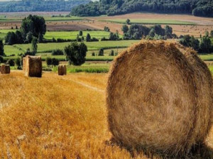ضرب المثل آب زیر کاه کنایه از چیست ؟