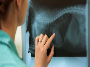 لیست آدرس و تلفن مراکز رادیولوژی و سونوگرافی اصفهان